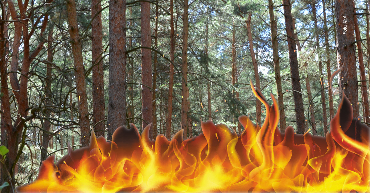 wald feuer